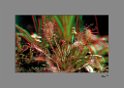 Rahmen.Drosera.3D 1