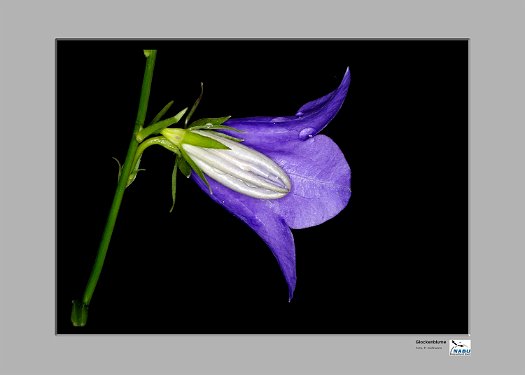 Campanula.II_ergebnis1500px