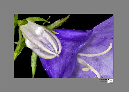 Campanula_ergebnis1500px