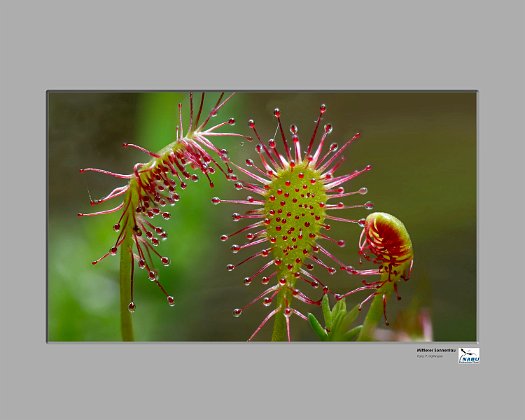 Drosera.interm1500px