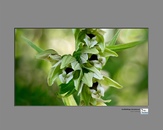 Epipactis1500px