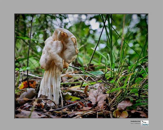 Herbstlorchel1500px