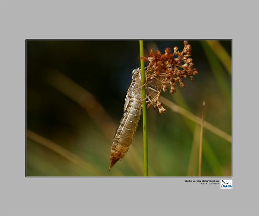 Libelle.metamorphoseklein