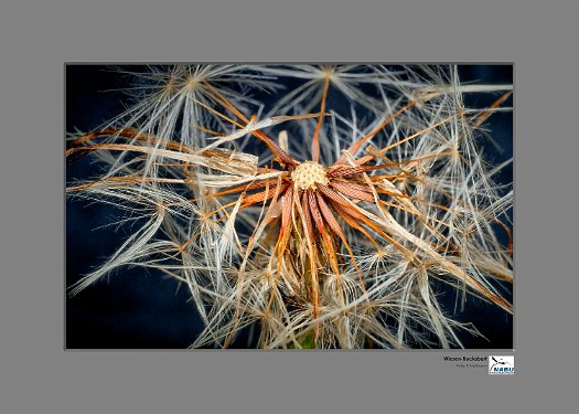 Wiesen-Bocksbart.I1500px