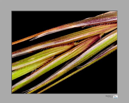 Wiesenhafer1500px