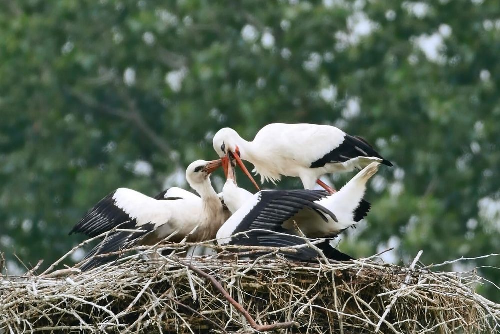 Storchenfamilie