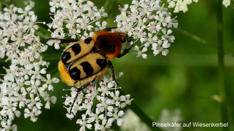 Wiesenkerbel mit Pinselkäfer