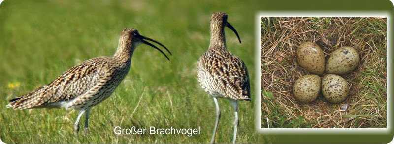 Zachariassee: Großer Brachvogel