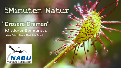 Videotitel: Drosera-Dramen