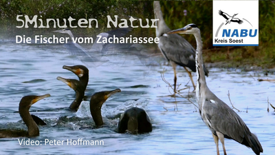 Videotitel: Fischer vom Zachariassee