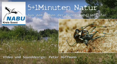 Videotitel: Insekten 2